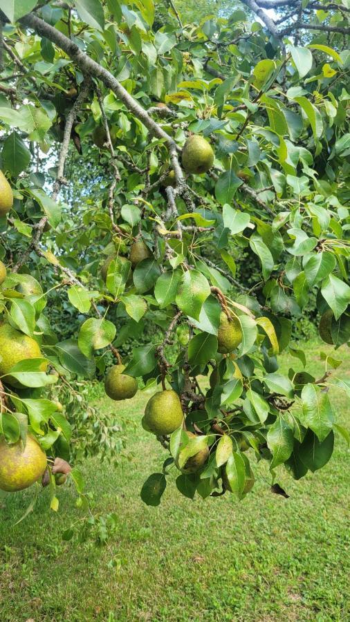 La Cabane Du Pecheur Edon 外观 照片